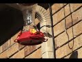 Hummingbirds