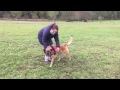 Farok, Malinois, Ex-Sprengstoffsuchhund