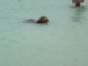 mel na praia das fontes