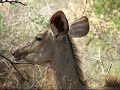 Kruger Park Safari