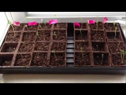 how to transplant jiffy peat pellets