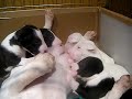 minibull puppy1.MP4
