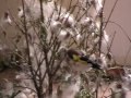 Darrrrek - Breeding carduelis major9
