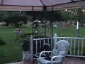 Deer2 Deer2