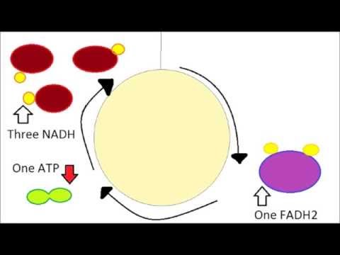 Cellular Respiration Video