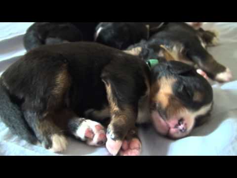Full litter of bernese mountaid dog