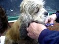 maltraitance chien S.P.A. de P�ruwelz