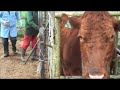 Bovine Tuberculosis Testing Bovine Tuberculosis Testing