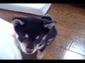 SHIBA DOG FUTA
