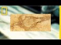 Fossil Found in Kitchen Counter