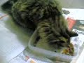 Cat eating with paws