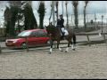 Te koop: Negro x Flemmingh, ter info: wieke lenstra