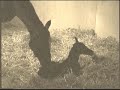 MY PREMIE FOAL'S  24 HOURS OF LIFE - THIS WILL MAKE YOU CRY!