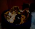 Ca Rater Mallorqu�
