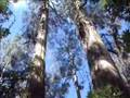 Captain's Video 186