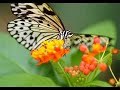Reis door de natuur ( journey into nature )