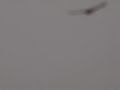 gavilan