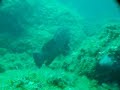 Mérou au Lavandou Mérou au Lavandou