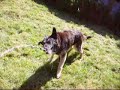 Happy Alsatian