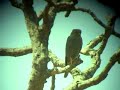 Grey Kestrel ( Falco ardosiaceus) Grey Kestrel ( Falco ardosiaceus)