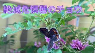 ミヤマシジミを守ろう