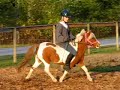 crazy minature gets ridden