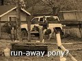 Crazy minature gets ridden