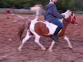 crazy minature gets ridden
