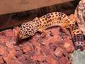 videos de gecko help please