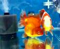 Goldfish-Ryukin