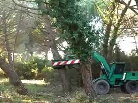 how to harvest walnuts by hand