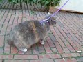 funniest-dog-agility-bloopers.html