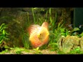 Guarda video