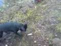 videos de Grisen vs Mörten