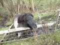 Mad mini horse!