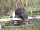 Mad mini horse!