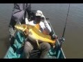 Pirarara Gigante Araguaia / Giant red tail catfish - Fishing Brazil
