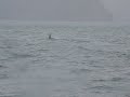 killer whale