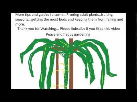 How to grow a Dragon Fruit tree 101