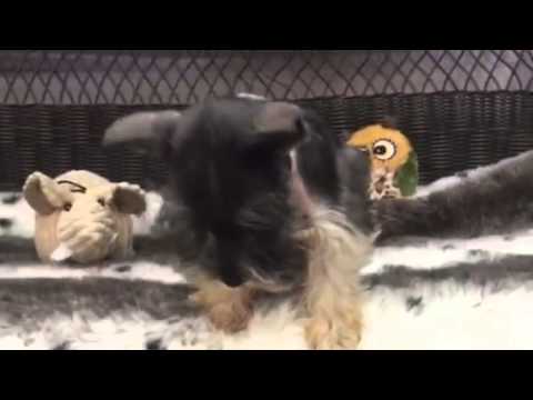 Handsome, Party color male Mini Schnauzer