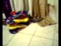 videos de gatinha manhosa