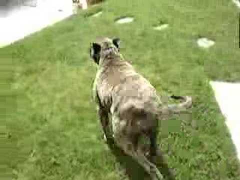 presa canario