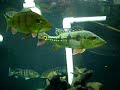 Pbass Feeding