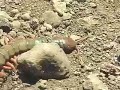 Nasty Centipede Nasty Centipede