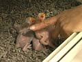 Spotlight: Redlands Bracken Bird Farm