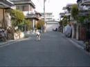ラクダ動画