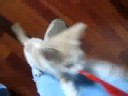 mi gato!!! y de Carmen Elena...