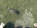 Une tortue coincée entre deux canards