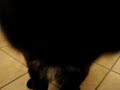 Groenendael de 3 mois ob�issant