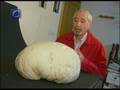 videos de Encuentran, en Palencia, una seta de casi ocho kilos